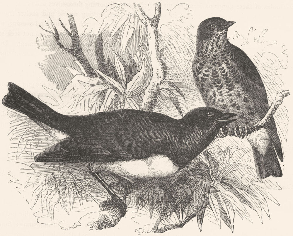 BIRDS. Raven. Starling. Scaly Glossy c1870 old antique vintage print picture